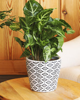 Green Syngonium Plant